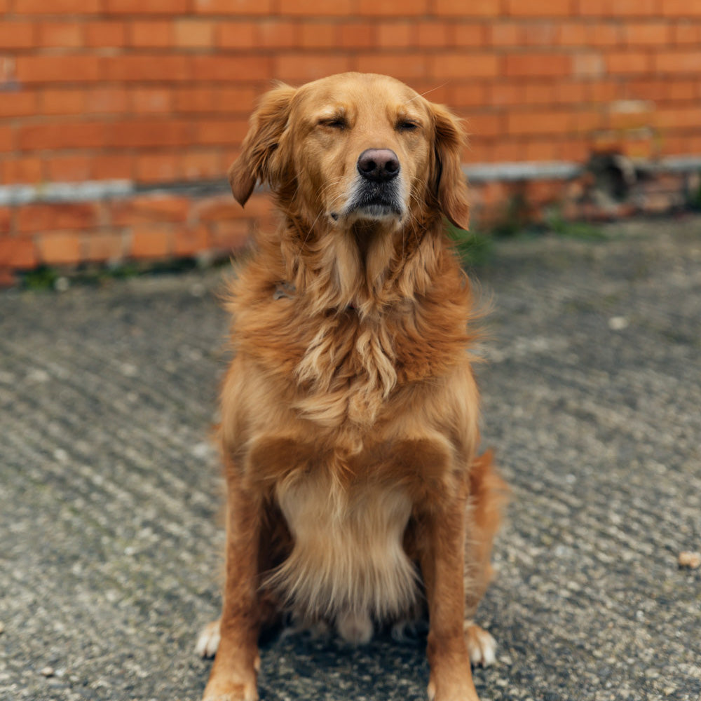 Goose the golden retriever 