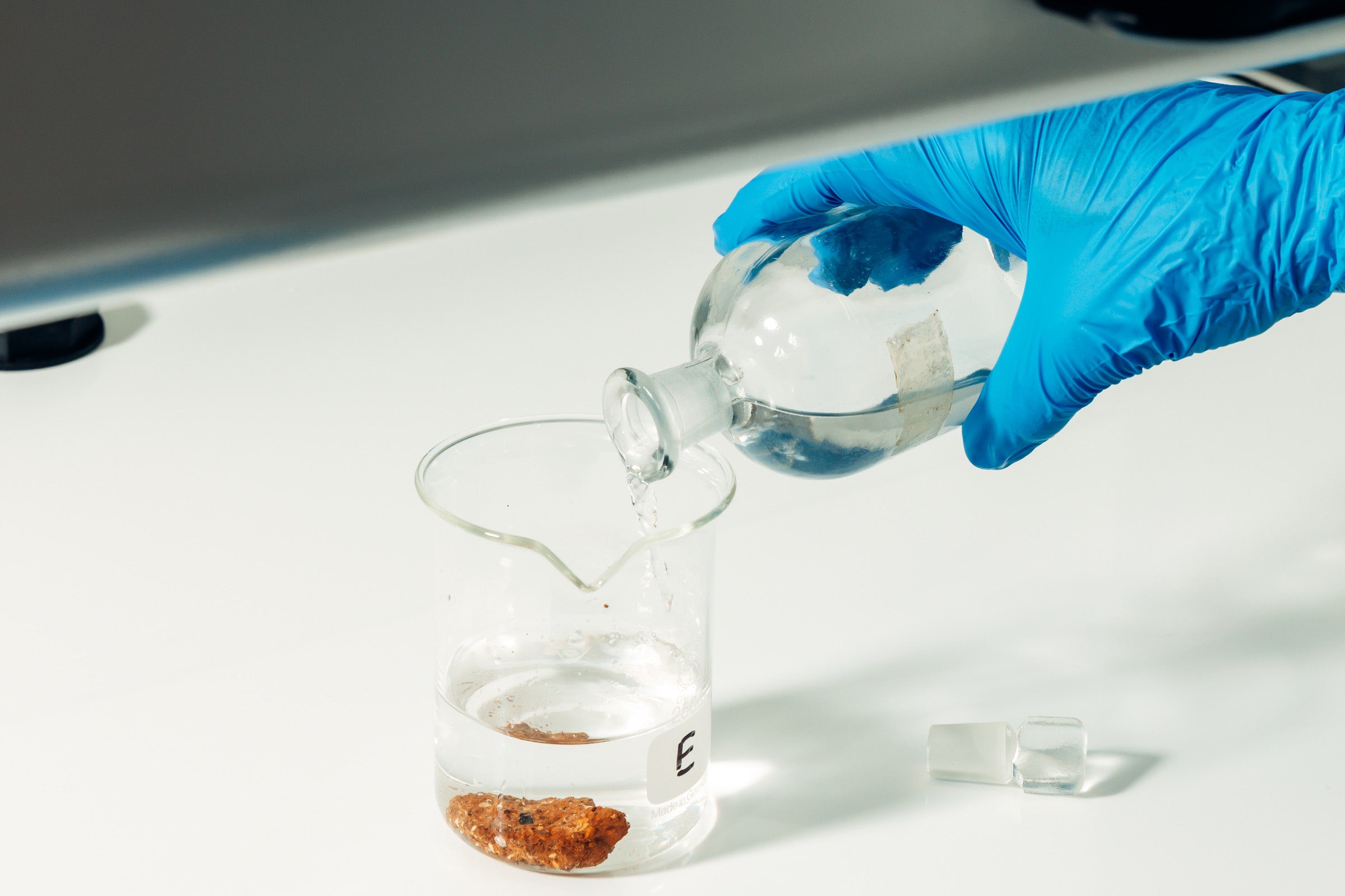 Rose of Jericho conservation laboratory